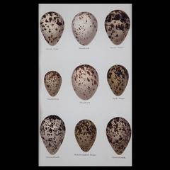 Set of Four 19th Century Bird Egg Prints of English Native Species