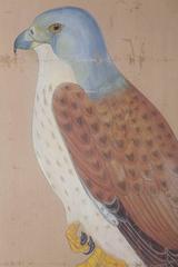 Fine Anglo-Indian Hawk Painting of Large Scale