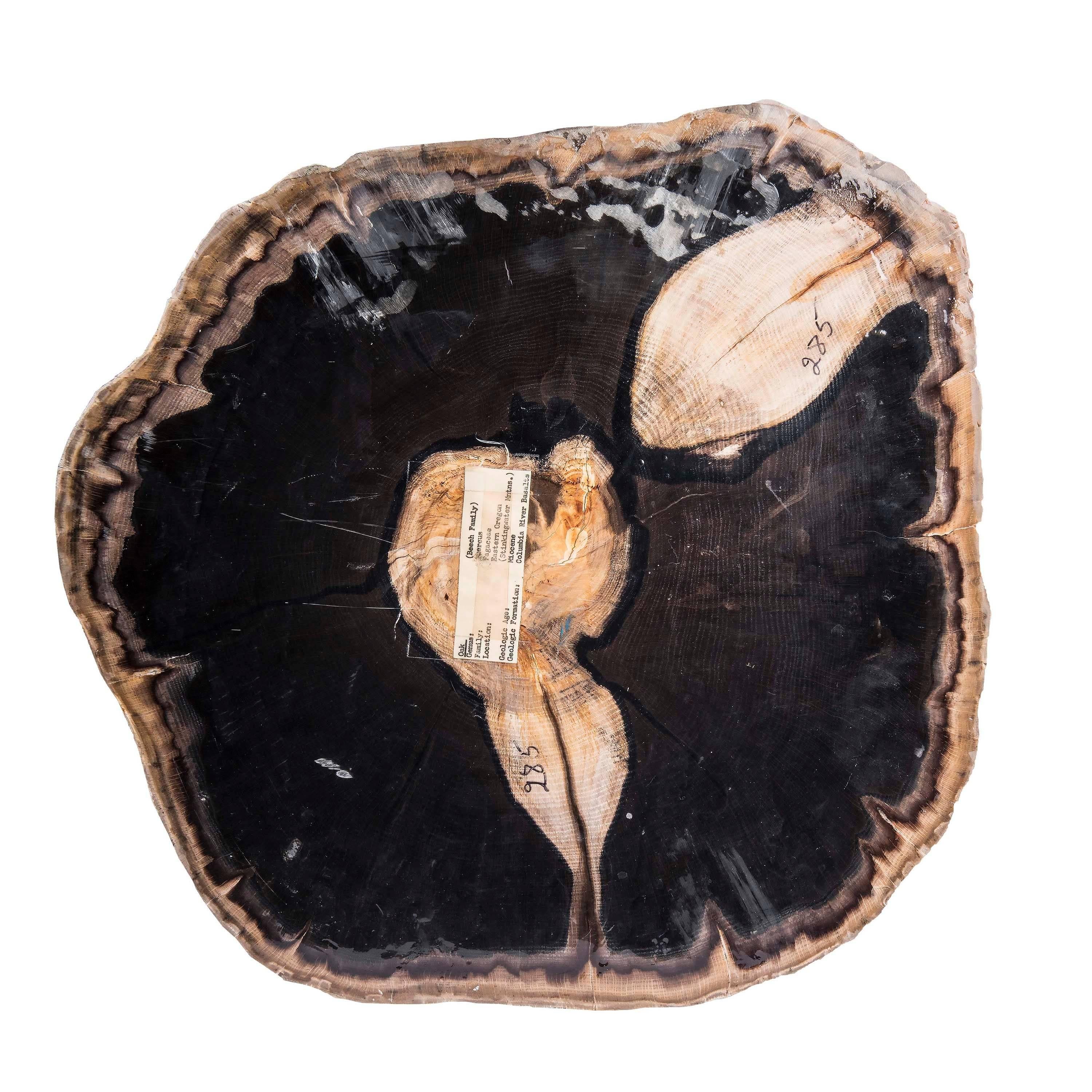 Oak Petrified Wood from Oregon Stinking Water Mountains For Sale at