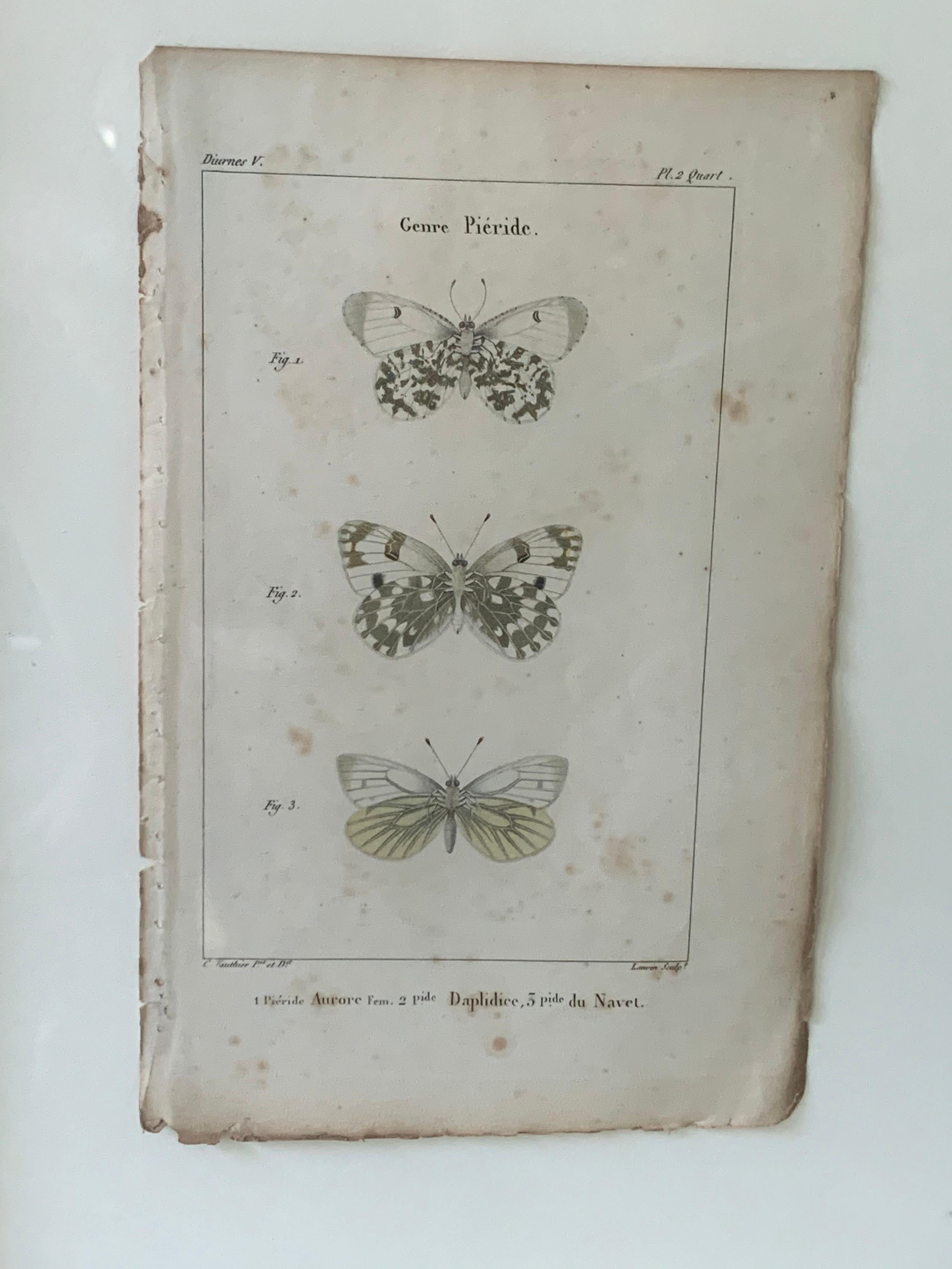 19th Century Butterfly Engravings For Sale 3