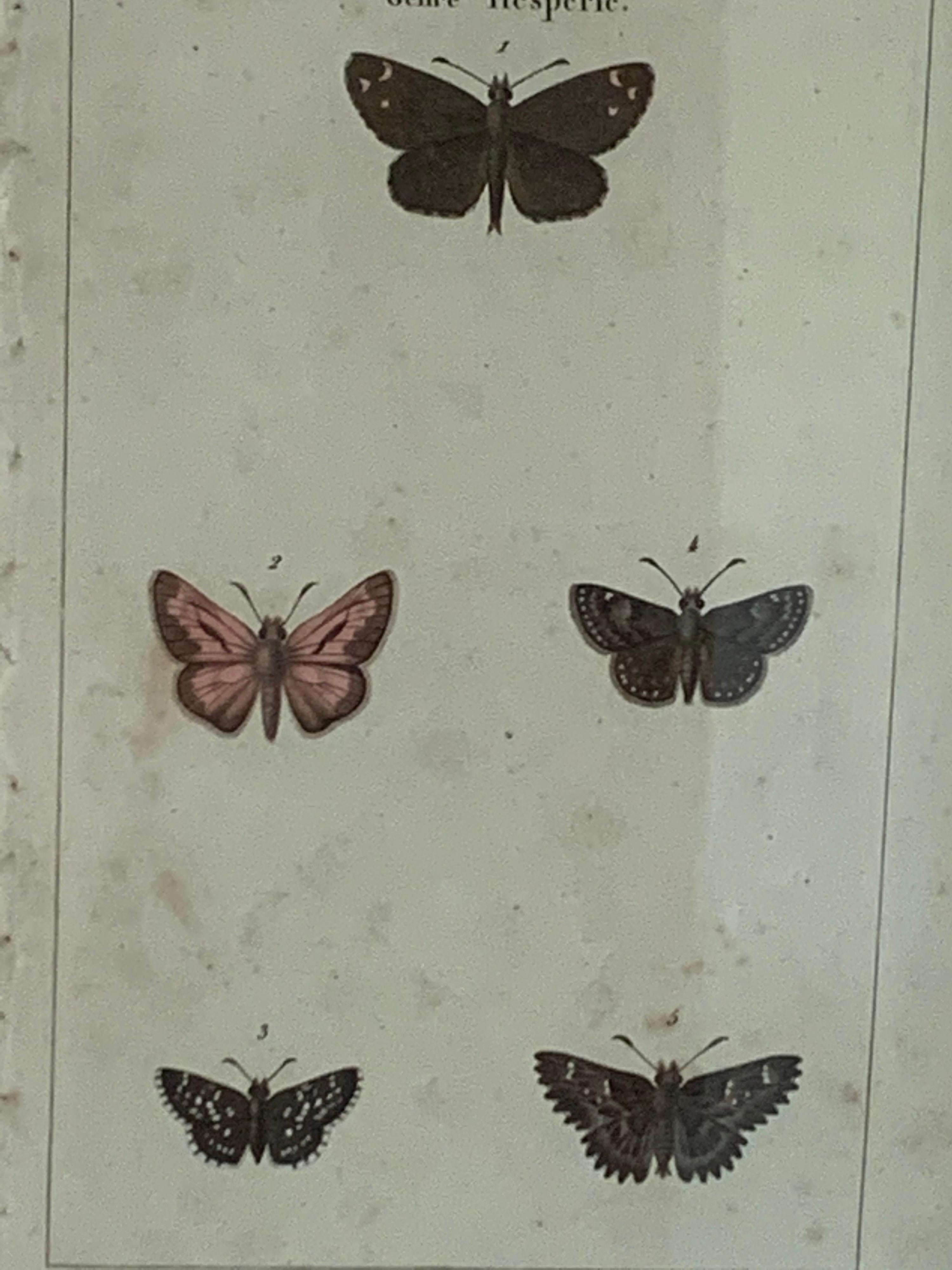 19th Century Butterfly Engravings For Sale 4
