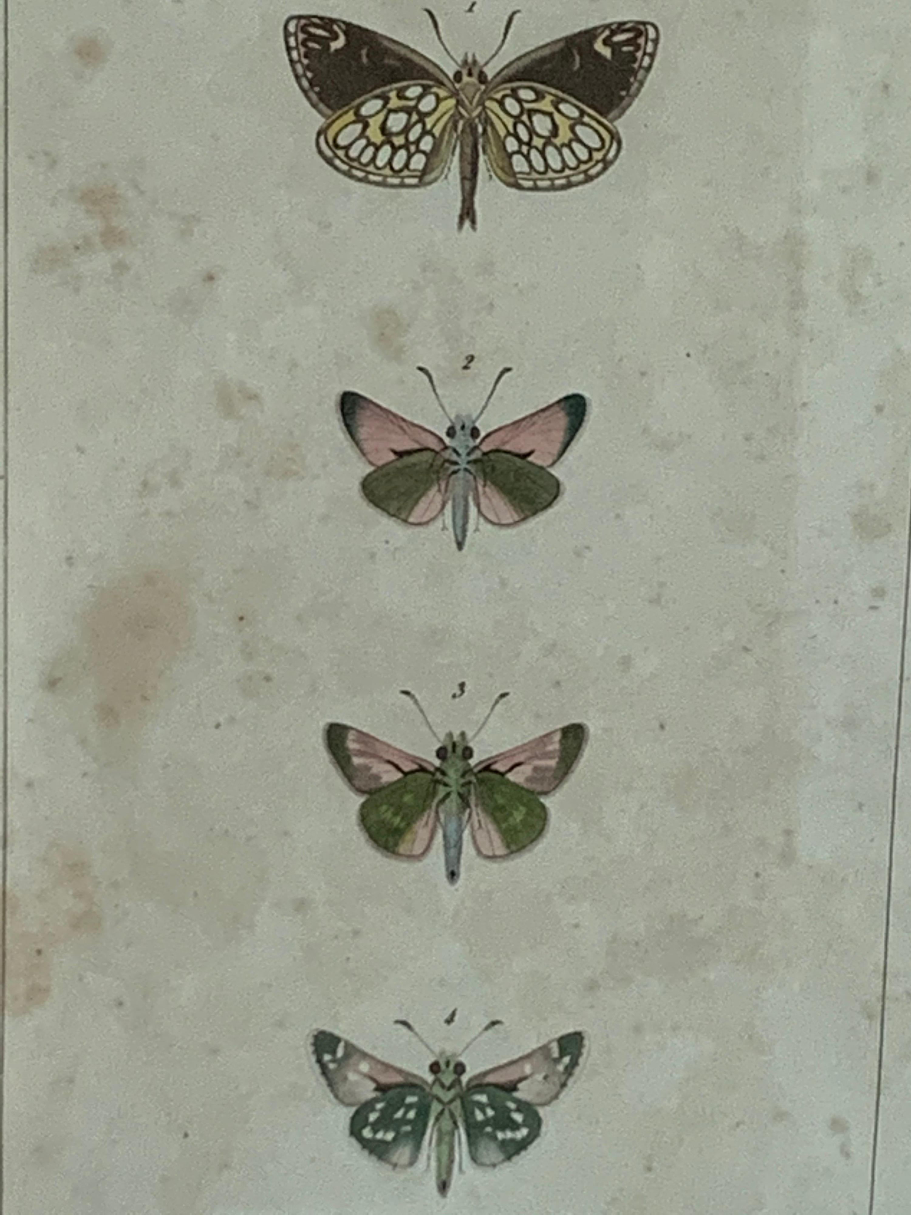 19th Century Butterfly Engravings For Sale 5