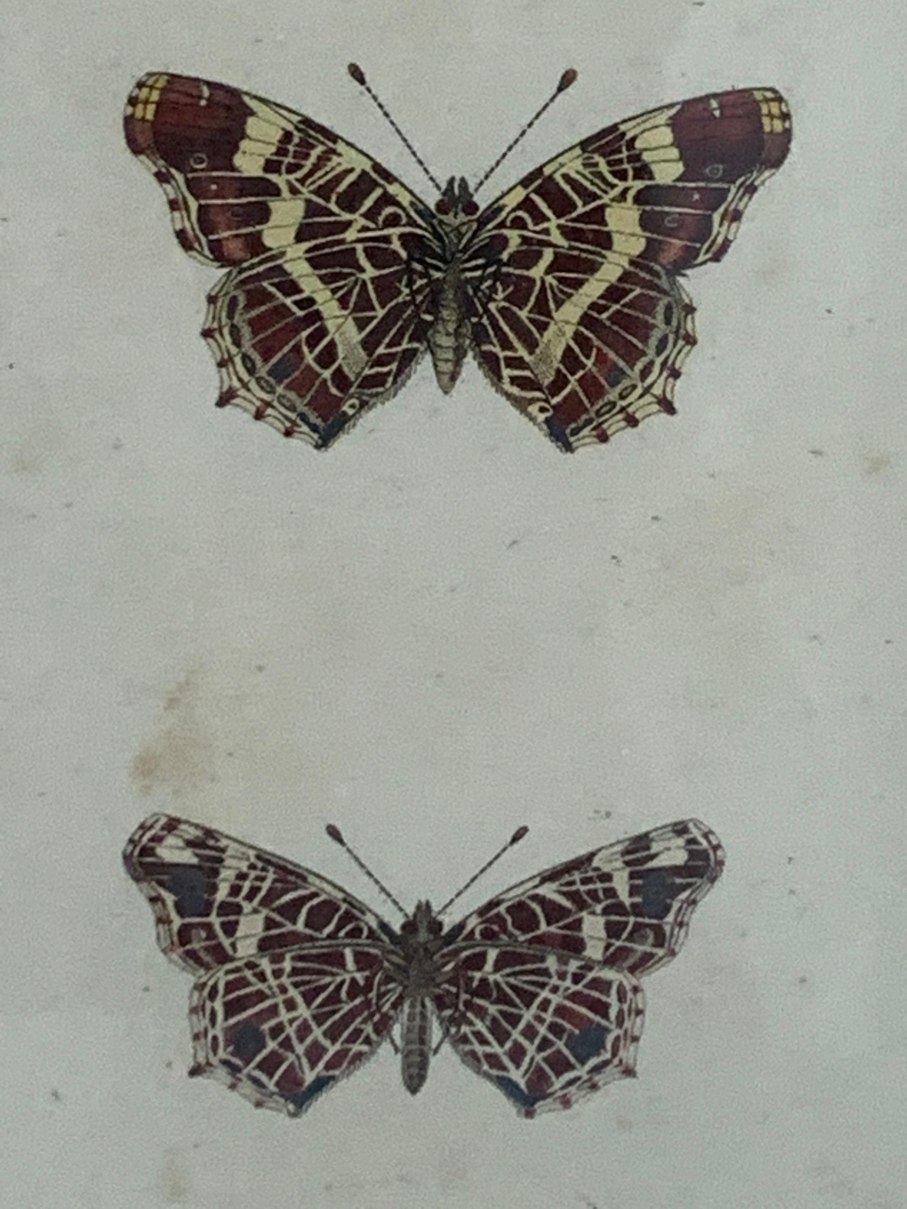 19th Century Butterfly Engravings For Sale 8