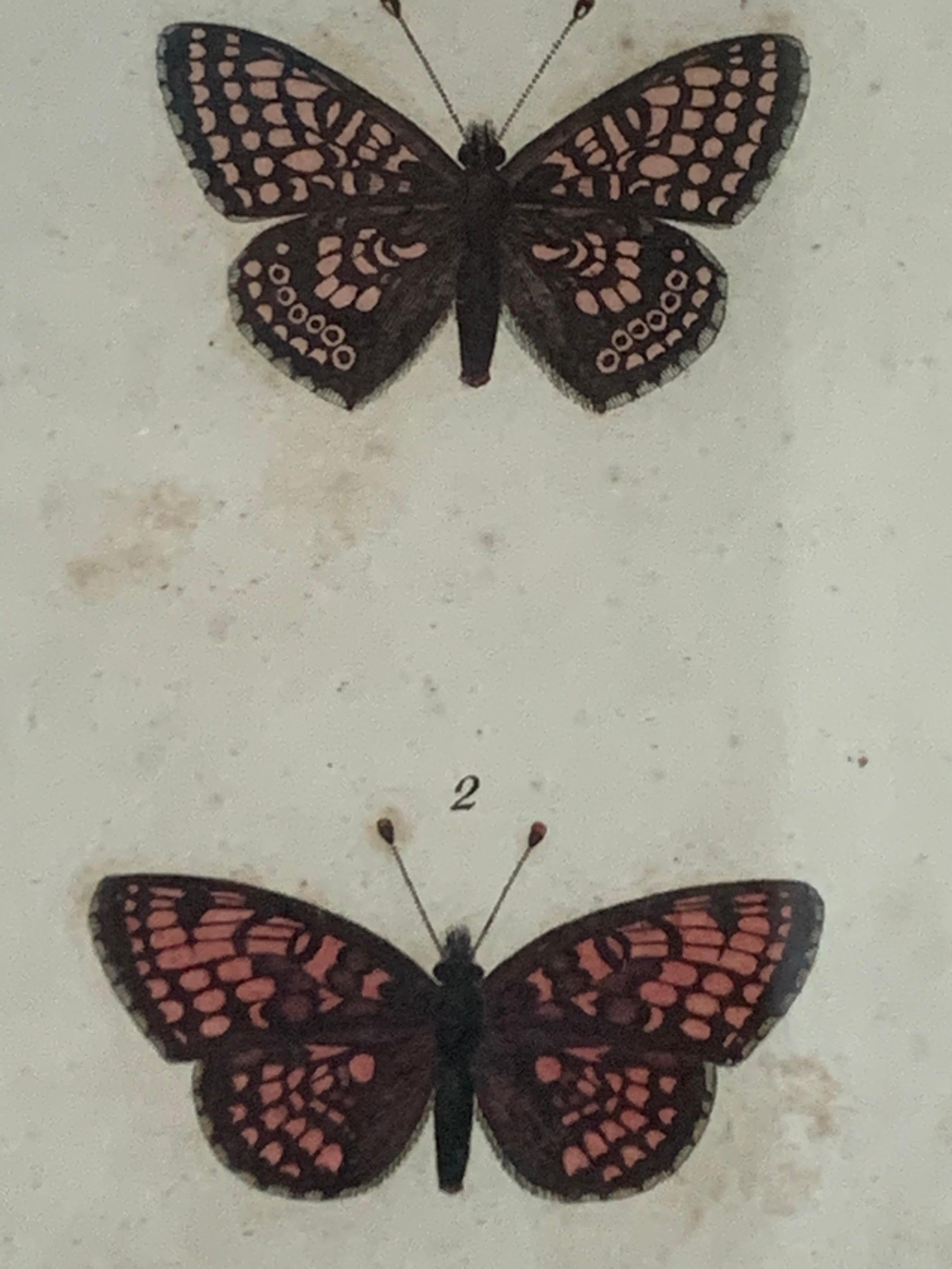 19th Century Butterfly Engravings For Sale 9