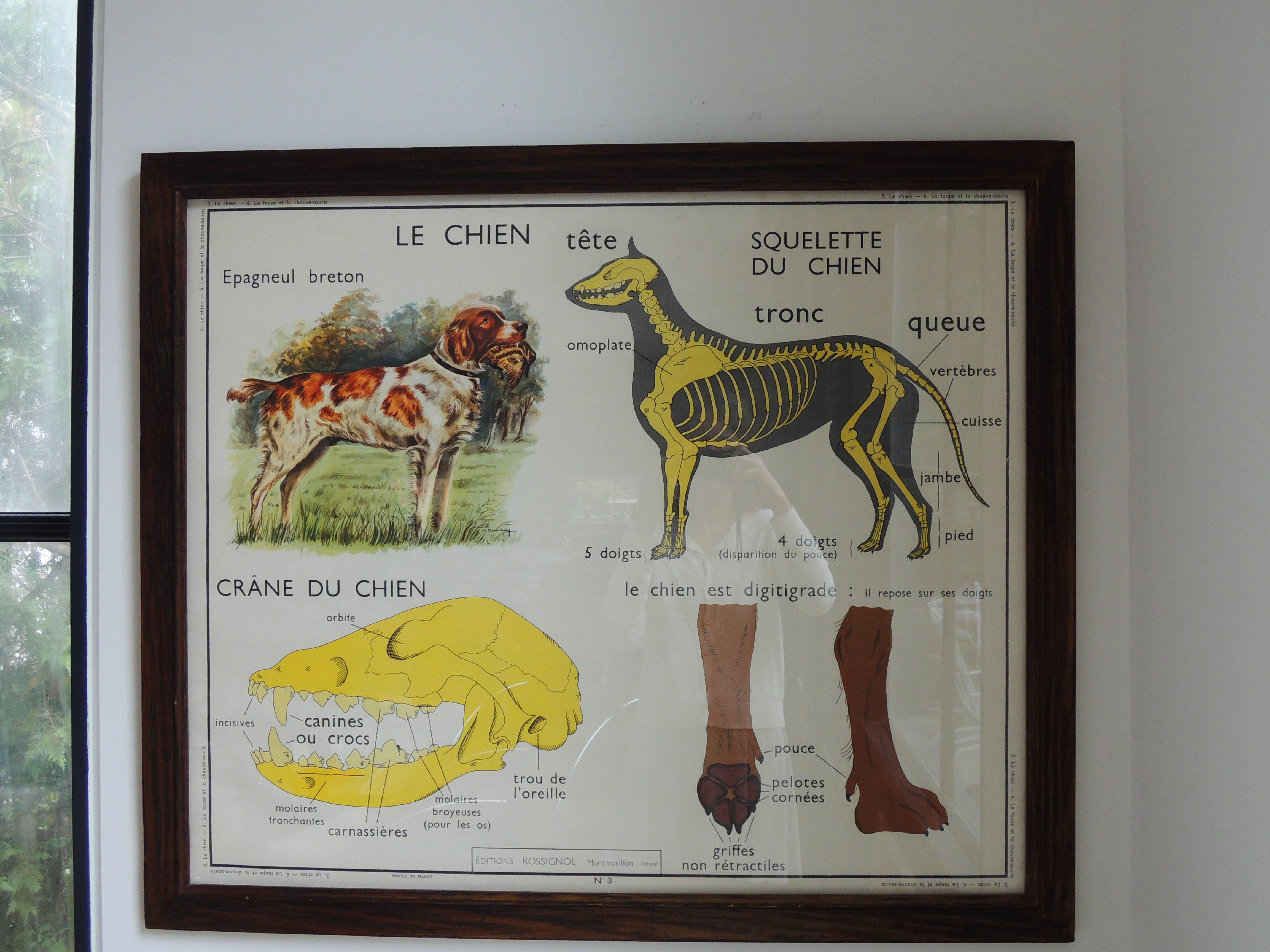 Mid-20th Century Pair of Antique French School Posters of Cat and Dog