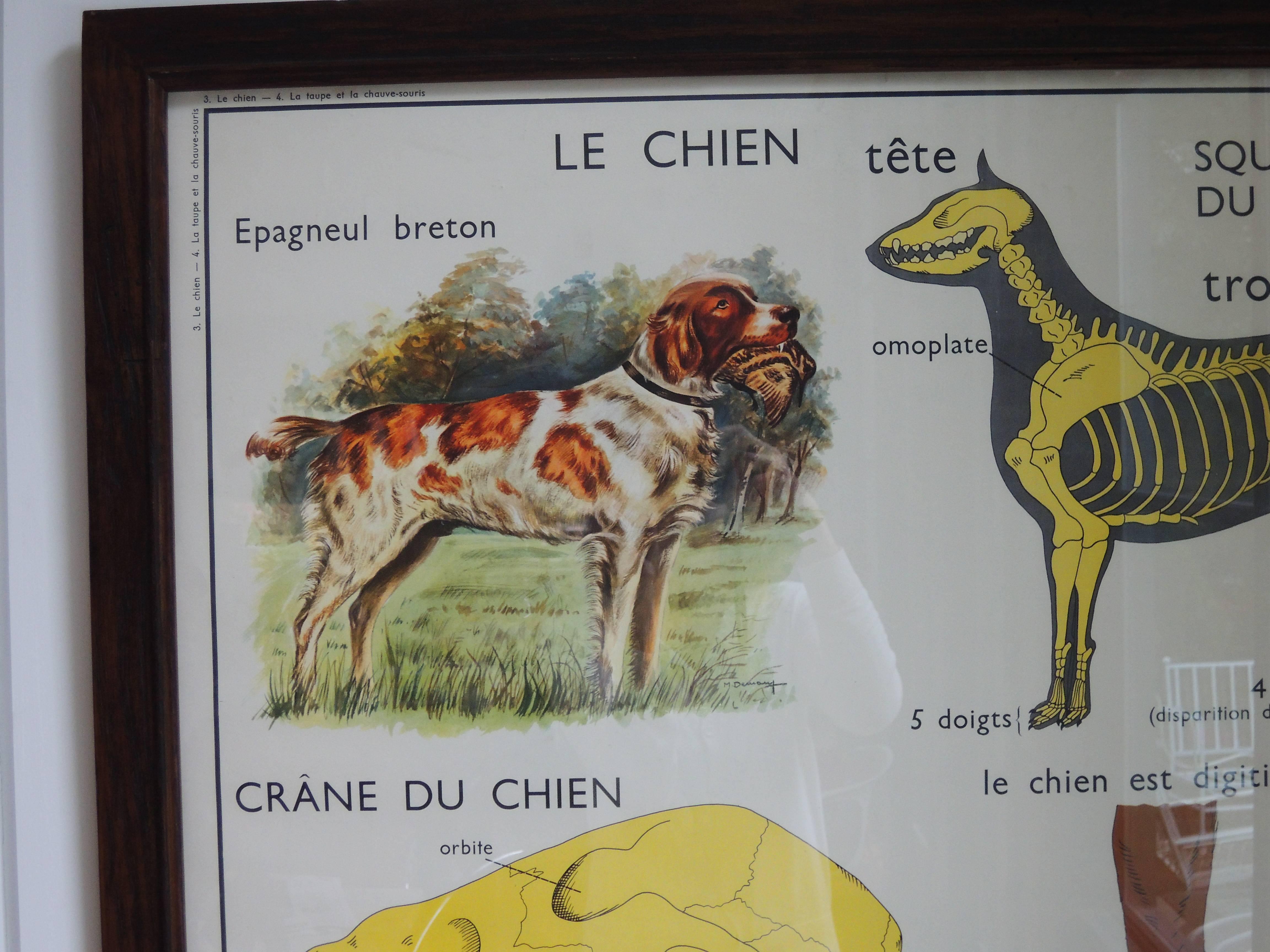 Pair of Antique French School Posters of Cat and Dog 1
