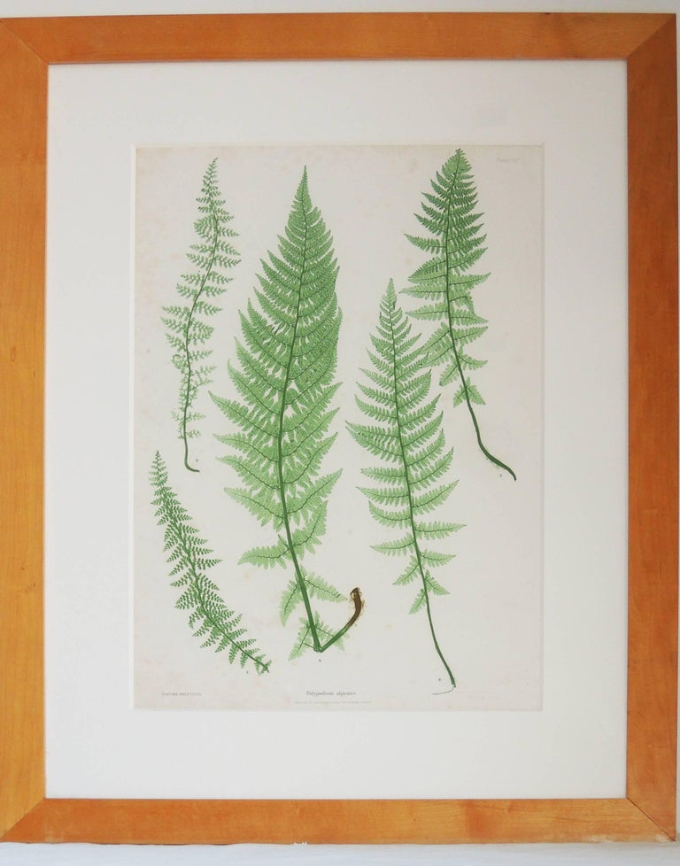 Set of Four Fern Botanical Engravings by Bradbury and Evans For Sale at ...