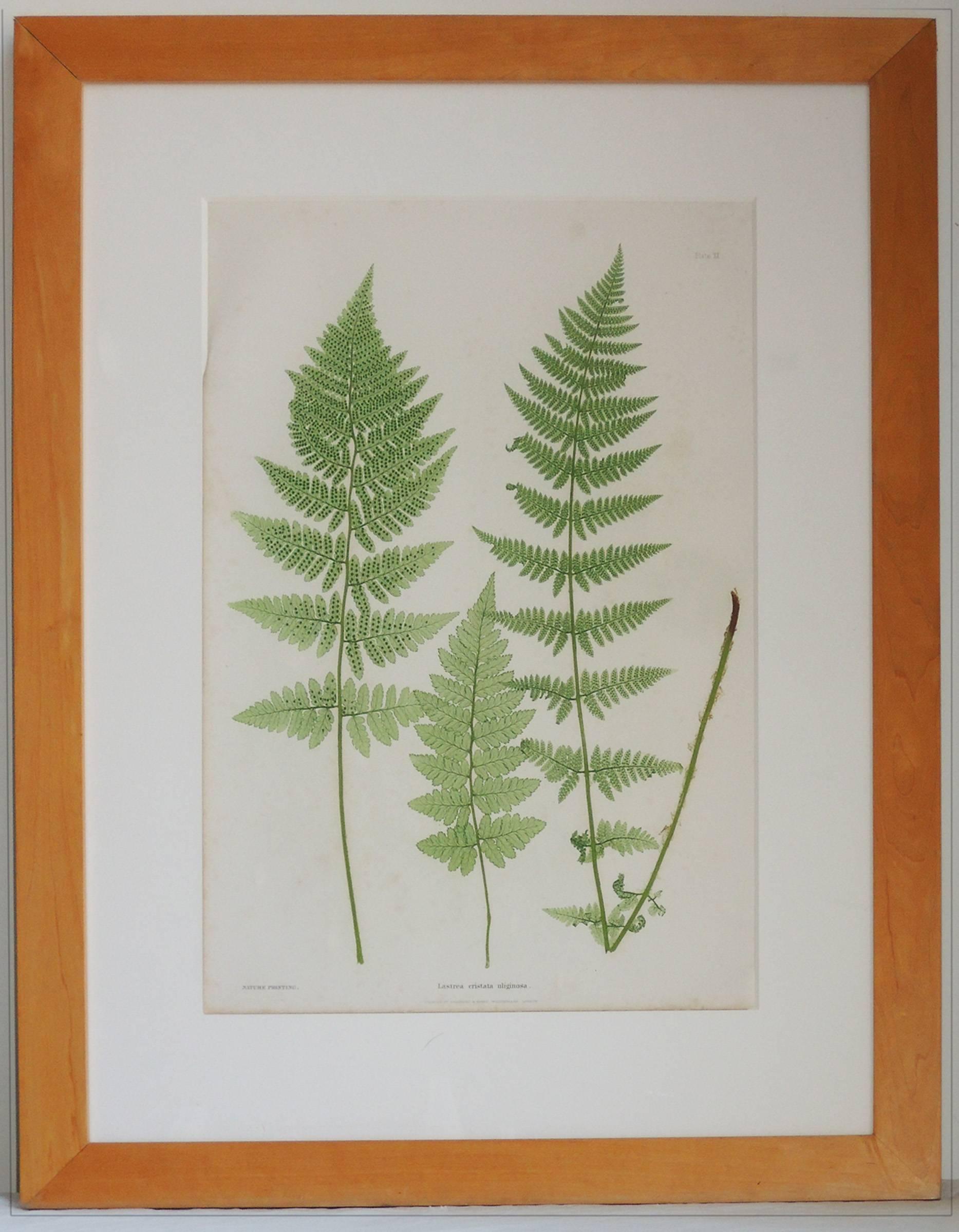 English Set of Four Fern Botanical Engravings by Bradbury and Evans For Sale