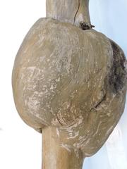 Witches Broom Burlwood Tree Sculptures