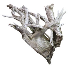 Massive Old Sun Bleached Weathered Driftwood
