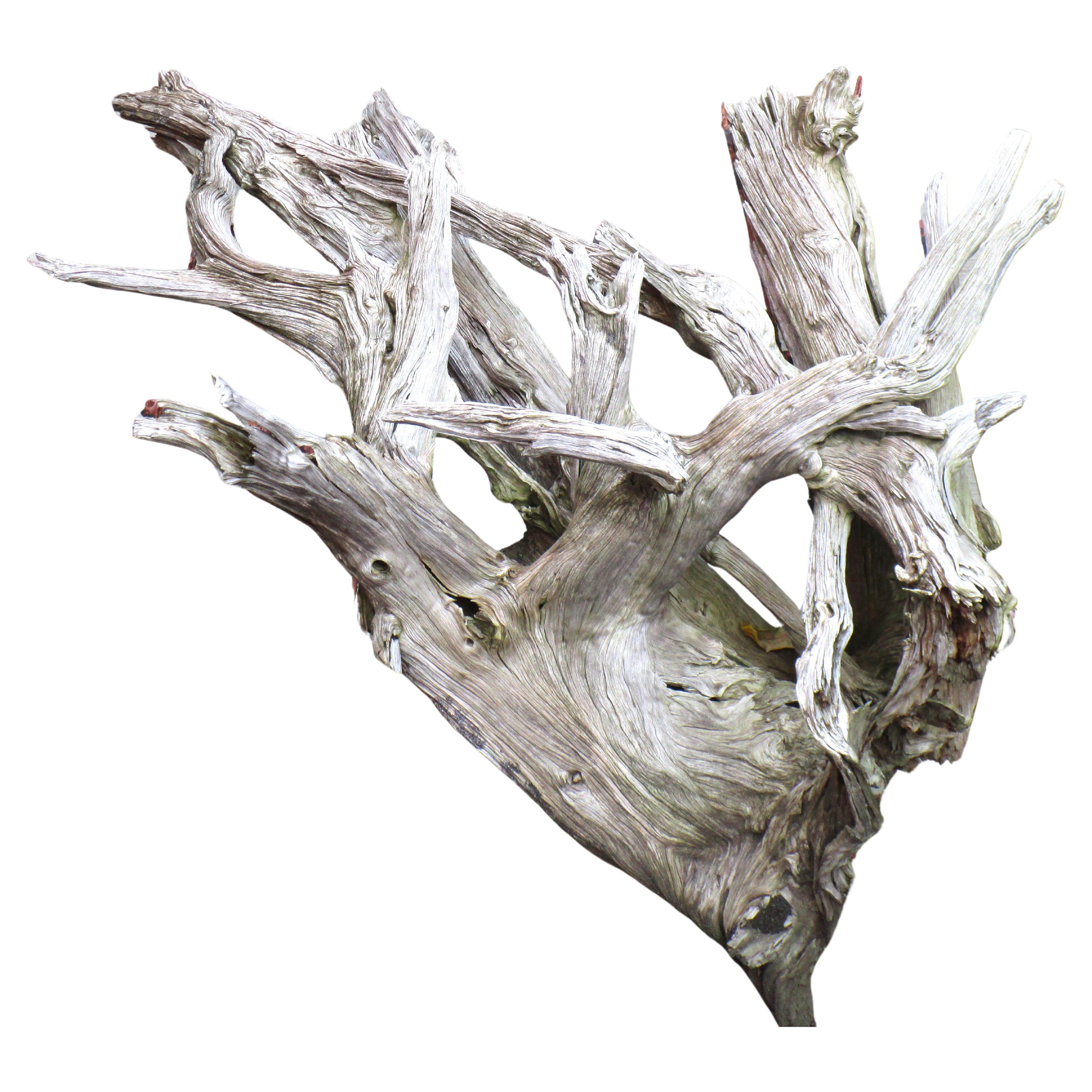 Massive Old Sun Bleached Weathered Driftwood In Good Condition In Rochester, NY