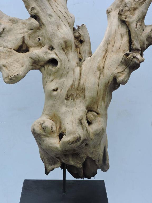 Large Burl Driftwood Sculpture For Sale at 1stdibs
