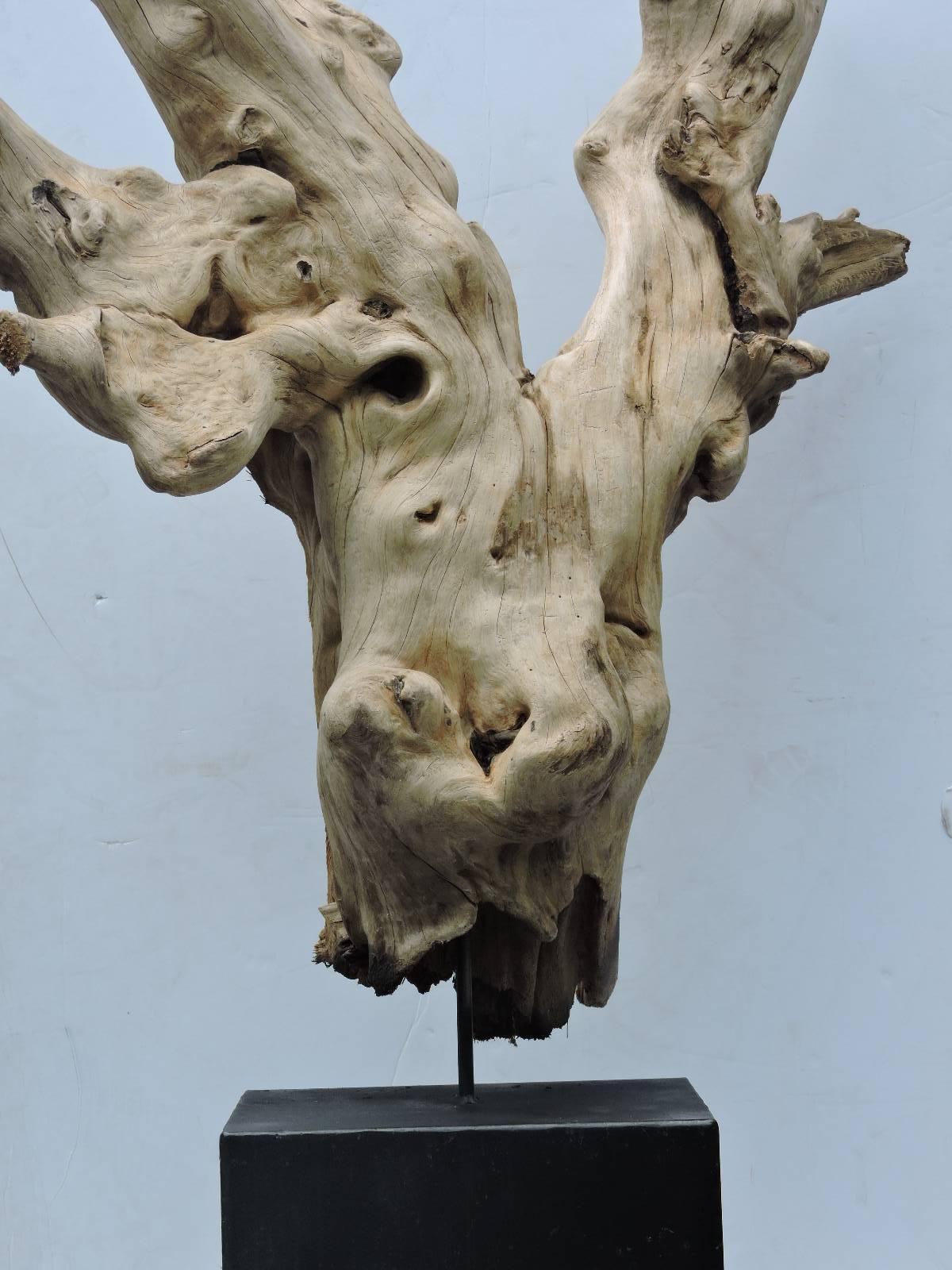  Old ancient looking very large gnarled burl driftwood with exceptionally beautiful natural form and the best bleached bone pale weathered surface color patina. Measures five feet tall mounted on contemporary square cast iron base as organic modern