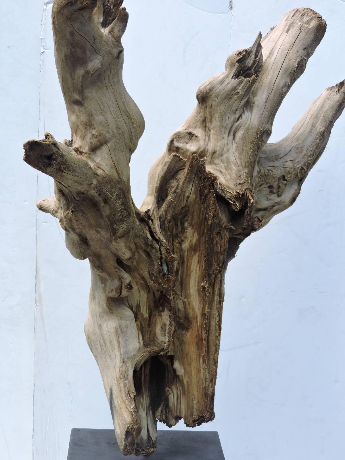 Old Driftwood Mounted Sculpture In Good Condition In Rochester, NY