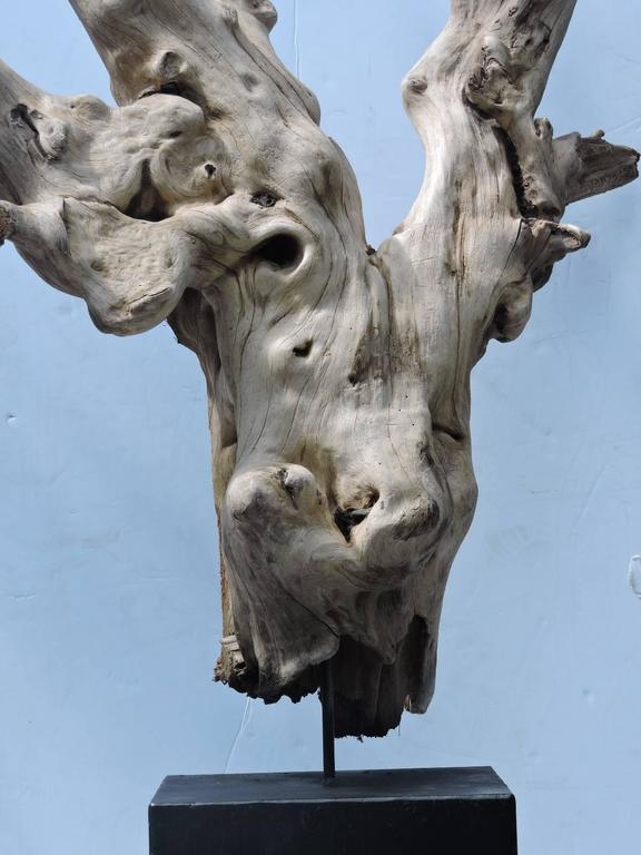 Large Burl Driftwood Sculpture For Sale at 1stdibs