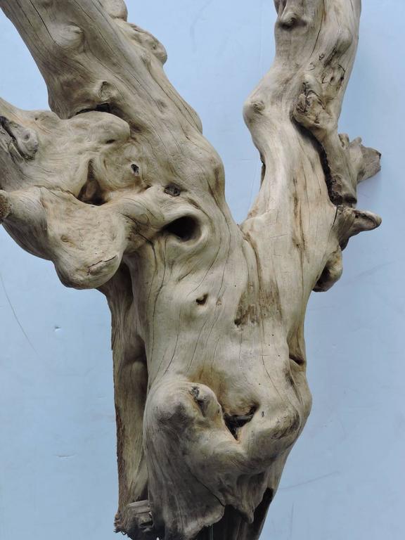 Large Burl Driftwood Sculpture For Sale at 1stdibs