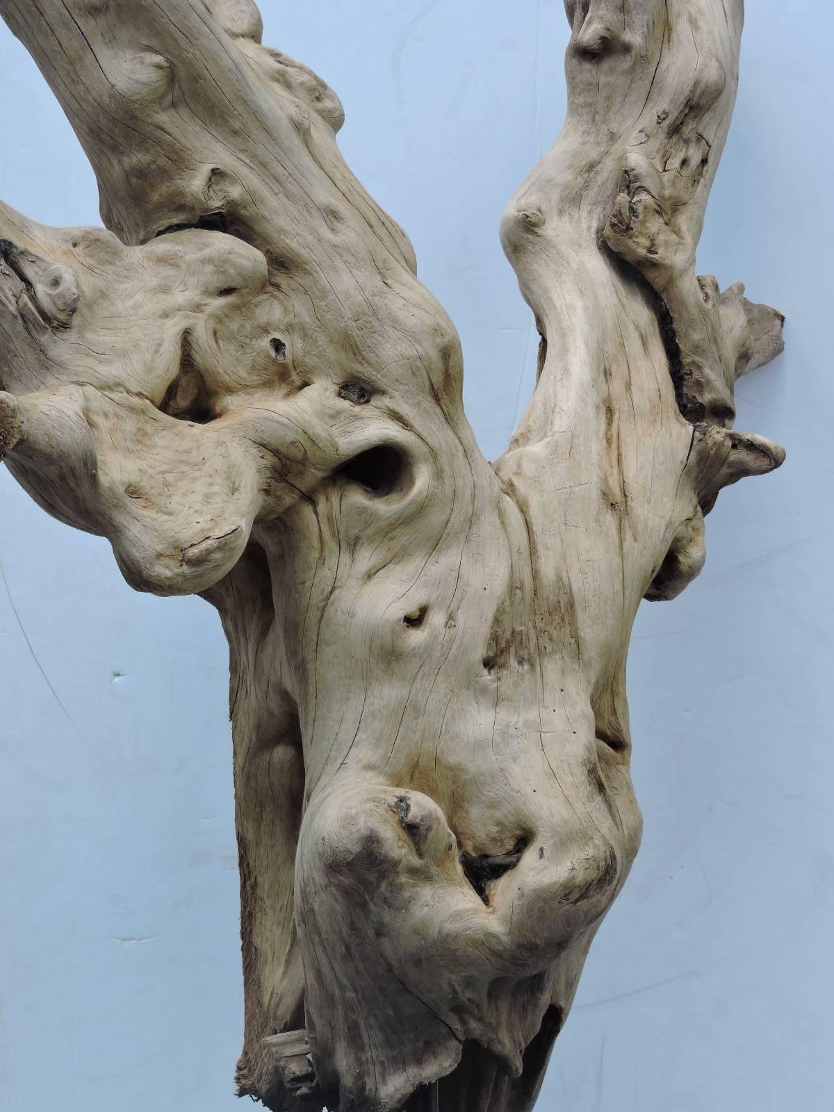 Bleached Old Driftwood Mounted Sculpture