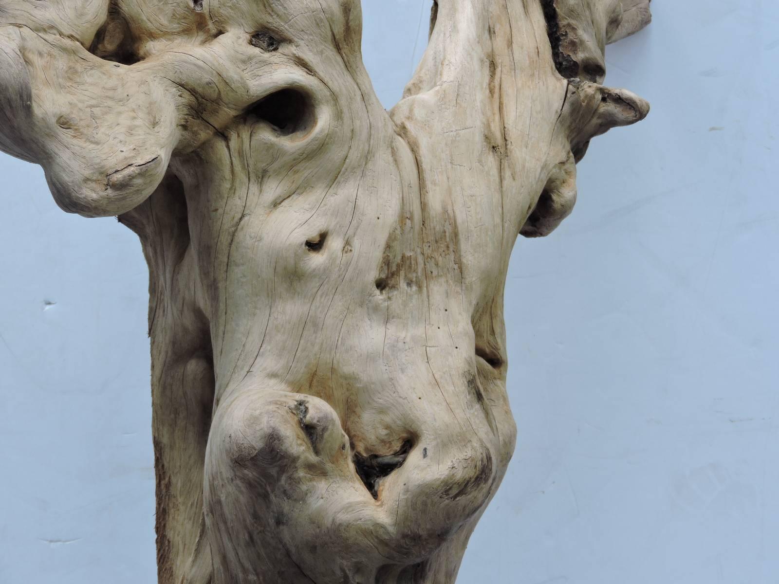 19th Century Old Driftwood Mounted Sculpture