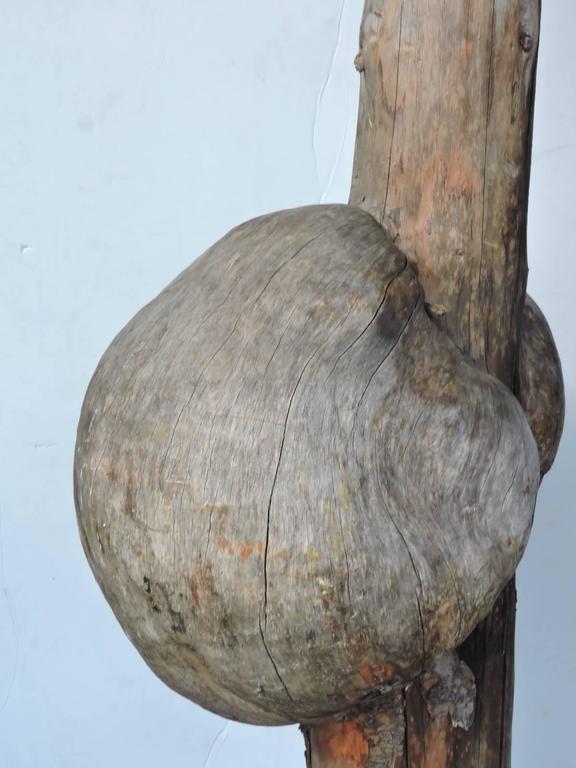 Enormous Old Witches Broom Burl Mounted Sculpture For Sale at 1stDibs brooms with sculptures