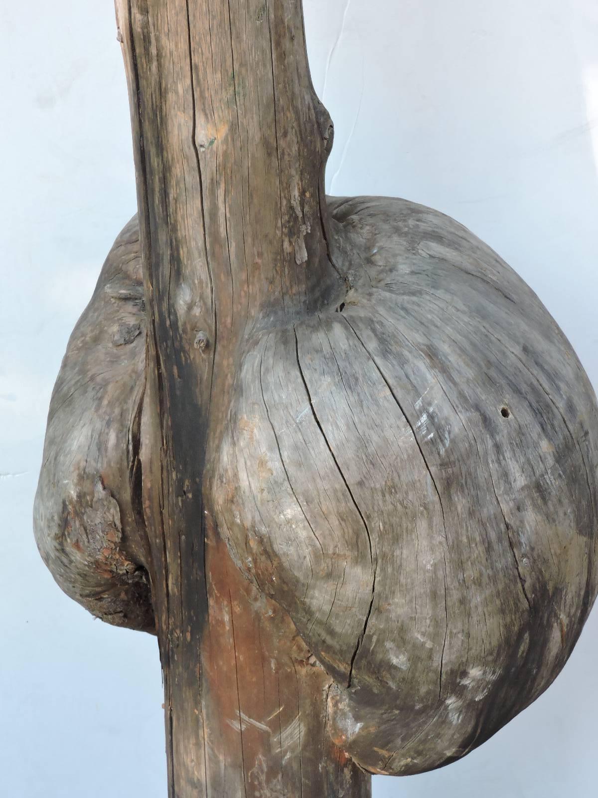 American Enormous Old Witches Broom Burl Mounted Sculpture For Sale