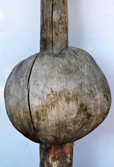 Enormous Old Witches Broom Burl Mounted Sculpture