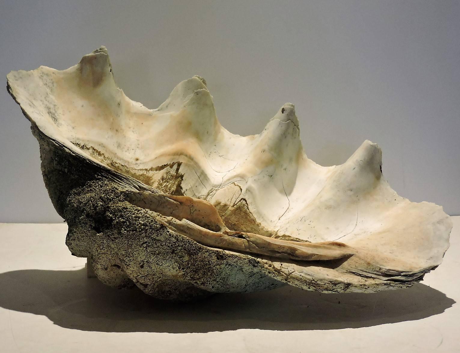 Cook Islands  Antique Giant Clam Shell 