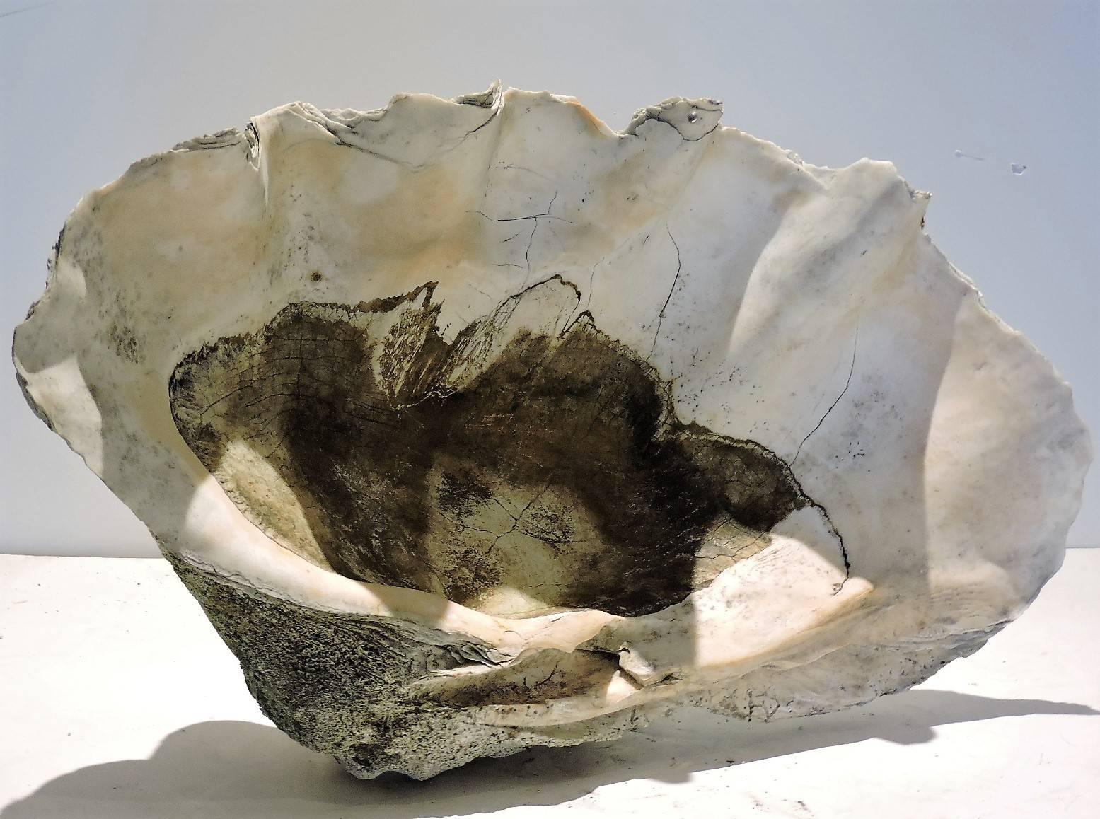 Prehistoric Antique Giant Clam Shell
