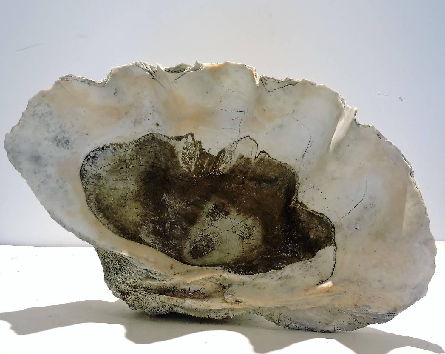 Late 19th Century  Antique Giant Clam Shell 