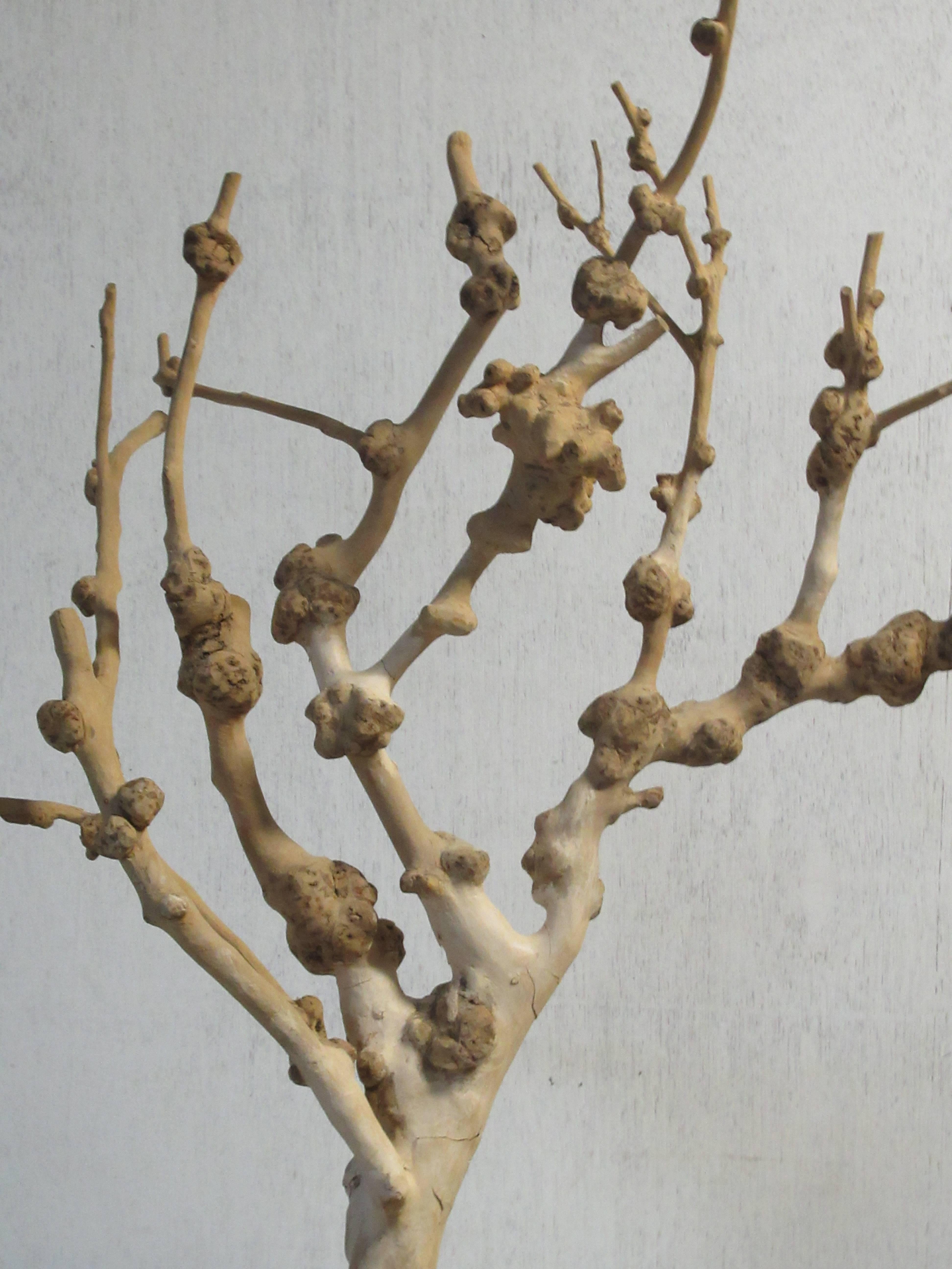 Old Natural Burl Root Tree Form Sculpture 2