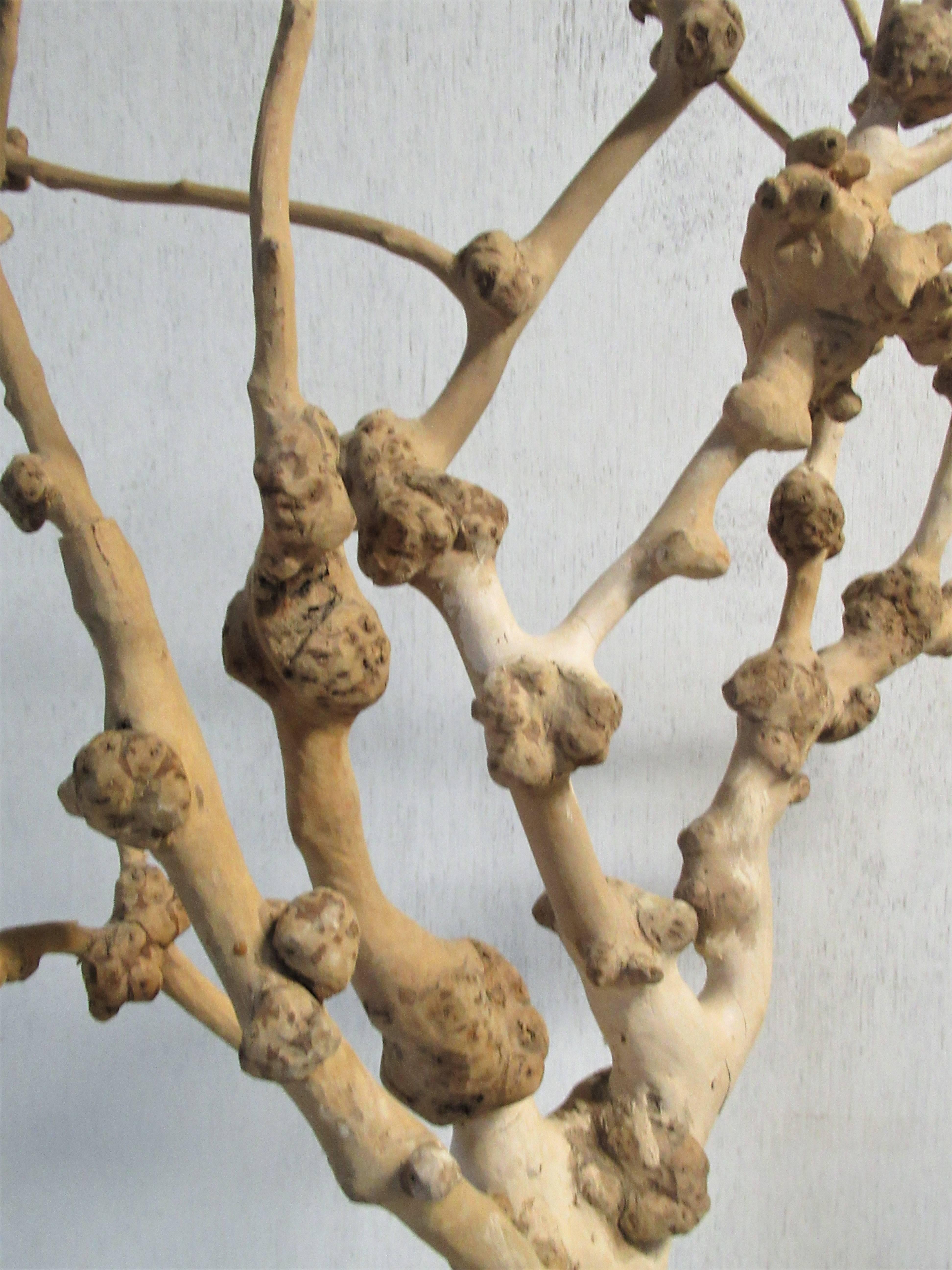 Old Natural Burl Root Tree Form Sculpture 1