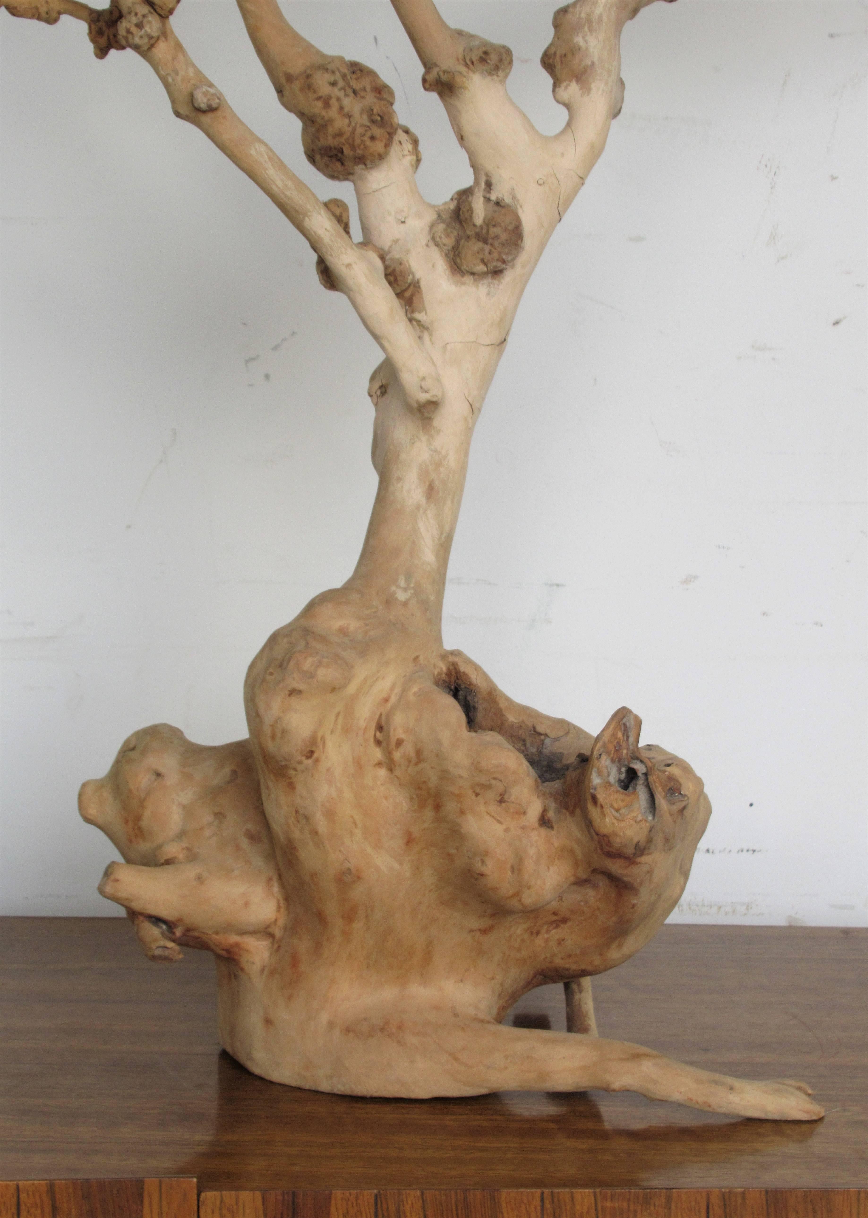 Old Natural Burl Root Tree Form Sculpture In Good Condition In Rochester, NY