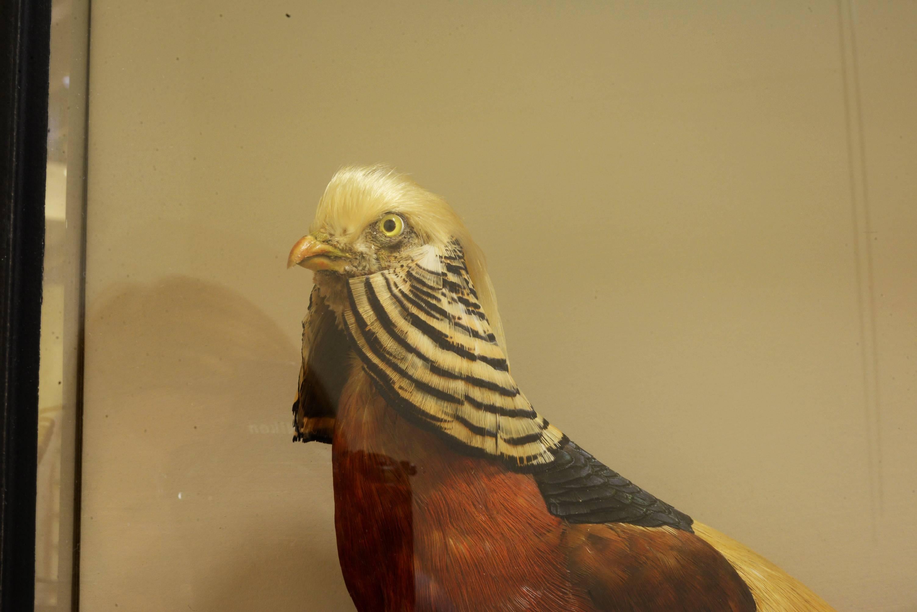20th Century Re-cased Golden Pheasant
