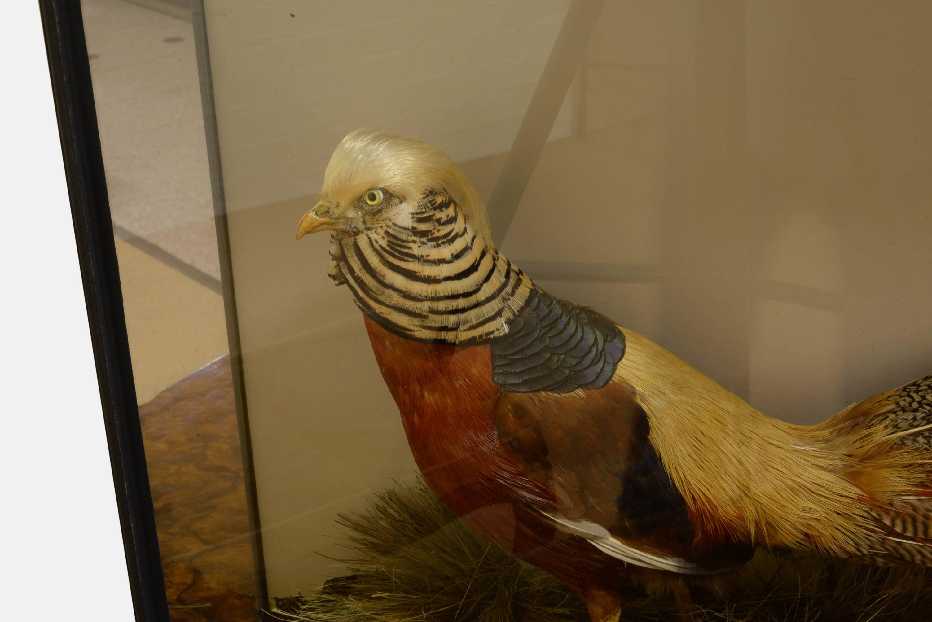 Re-cased Golden Pheasant In Excellent Condition In Salisbury, GB