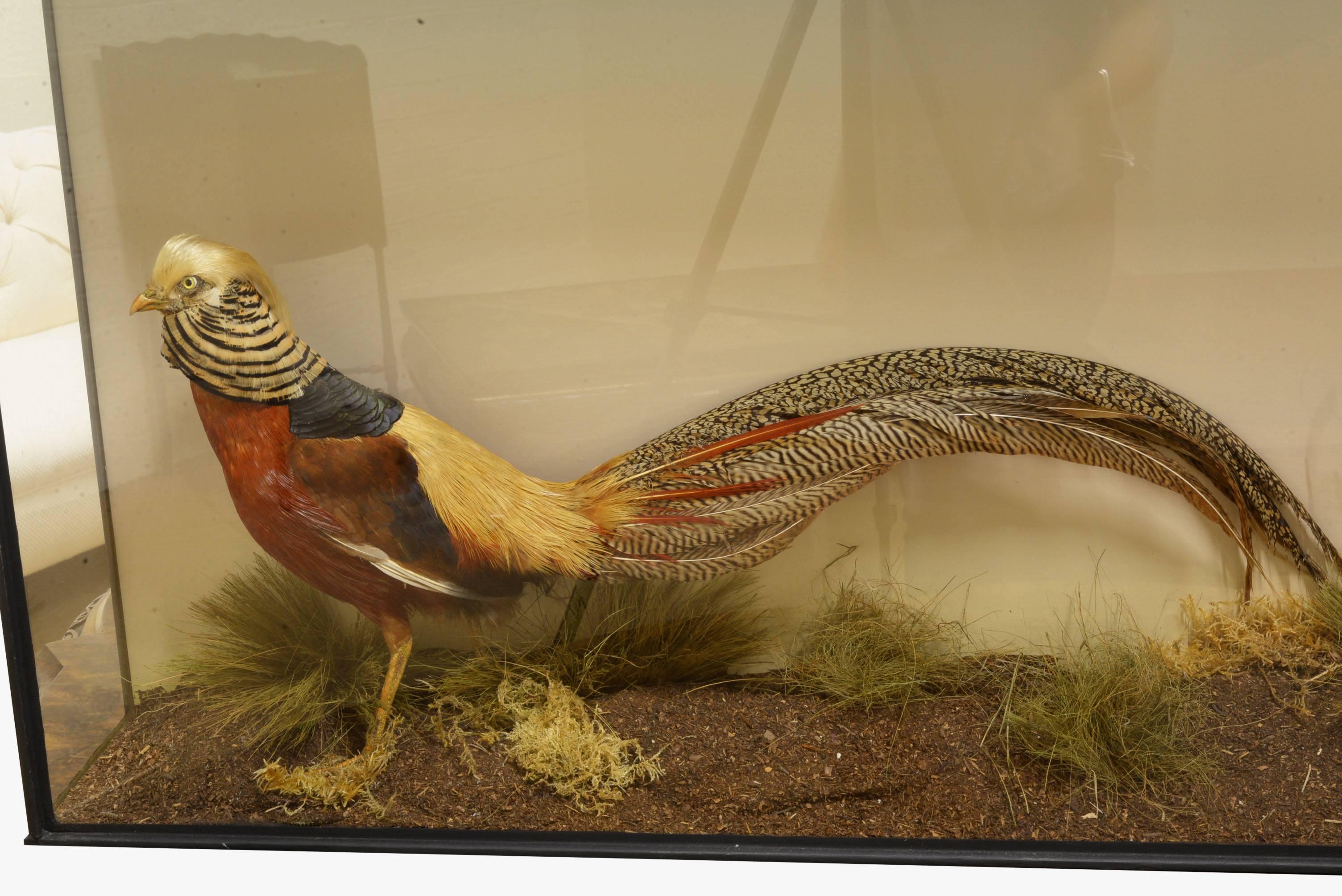 Re-cased Golden Pheasant 2