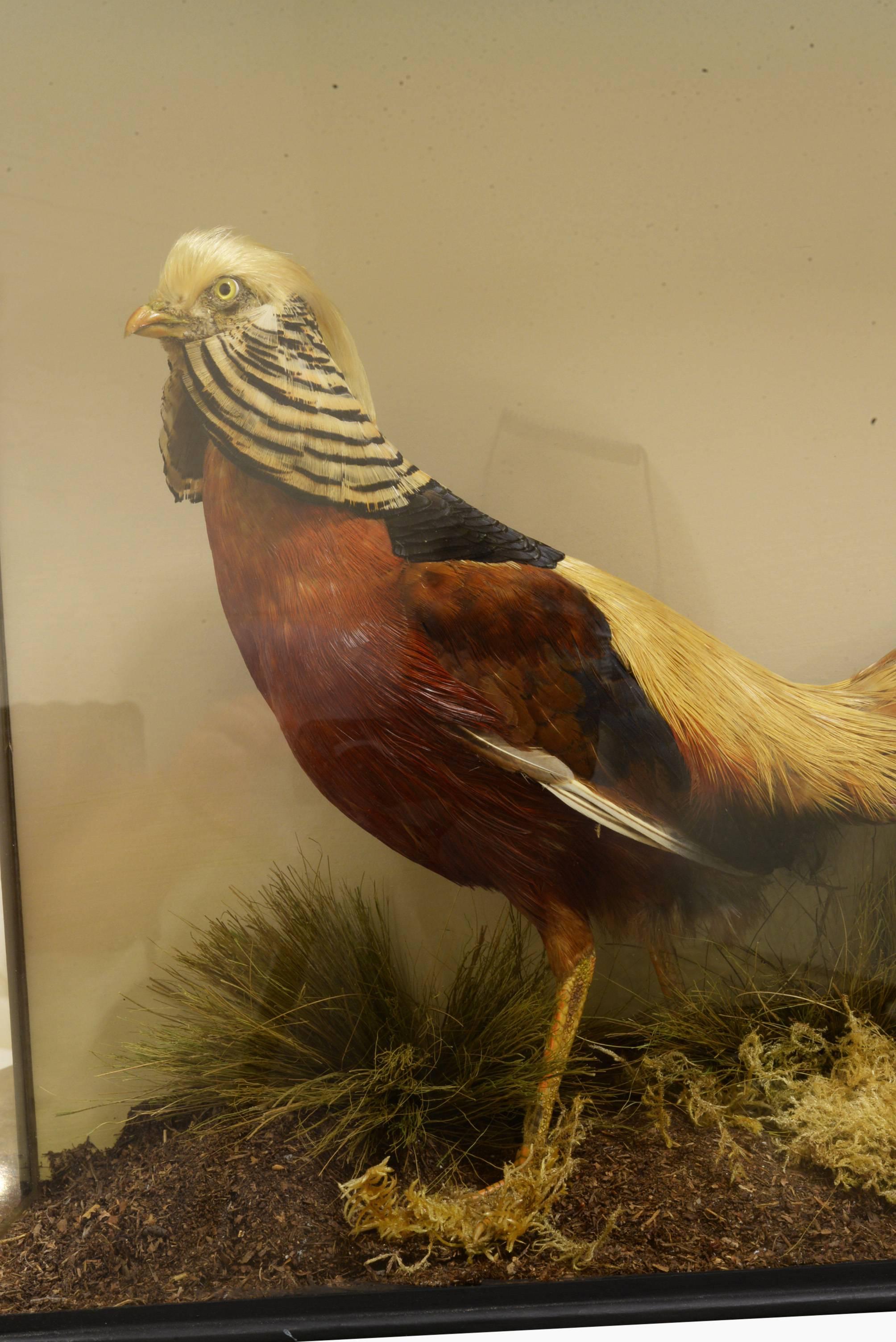 Re-cased Golden Pheasant 3