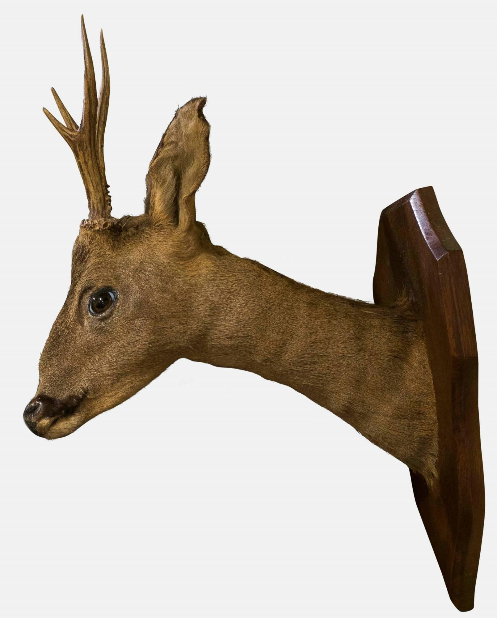 A mounted Roe deer head

circa 1900.
 