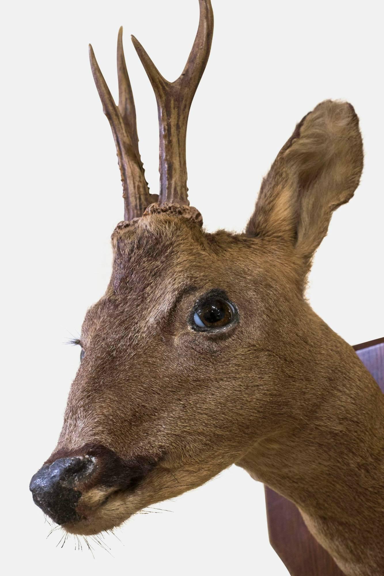 Mounted Roe Deer Head In Excellent Condition In Salisbury, GB