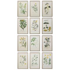 Botanical Engravings, circa 1800