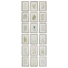 19th Century Green Seaweed Prints