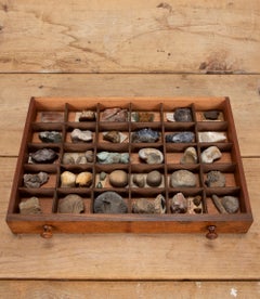 Victorian Walnut Fossil Cabinet and Contents