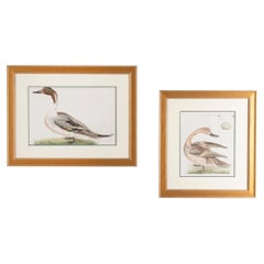Pair of Large Late 18th Century Dutch Engravings By Cornelius Nozeman of Wildfow