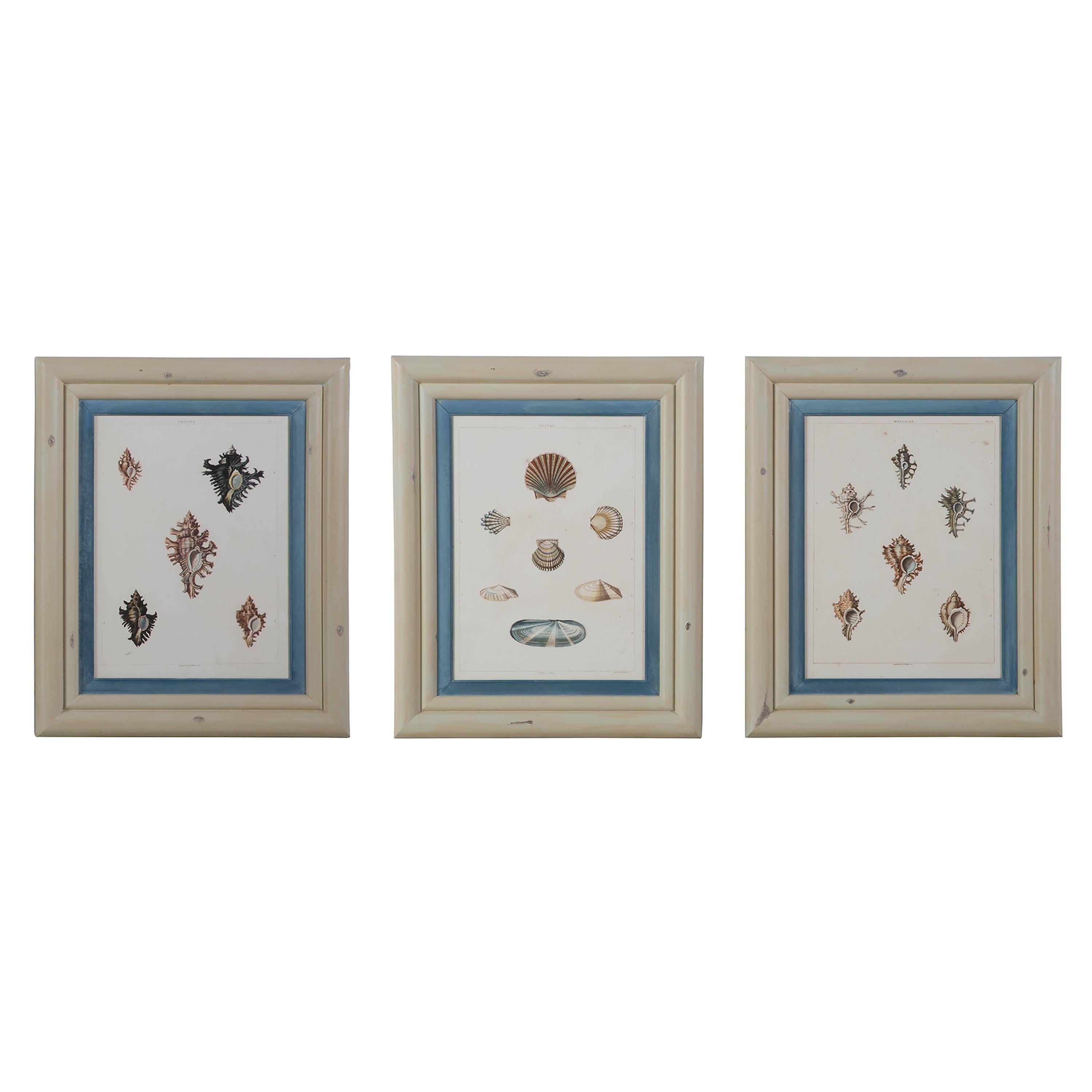 Smart set of five-shell pictures published by W Miller in 1810 recently reframed.