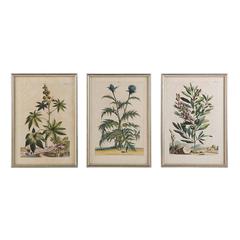 Rare 17th Century Botanical Engravings