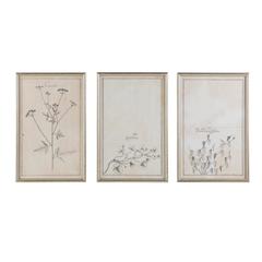 Rare 17th Century Botanical Engravings