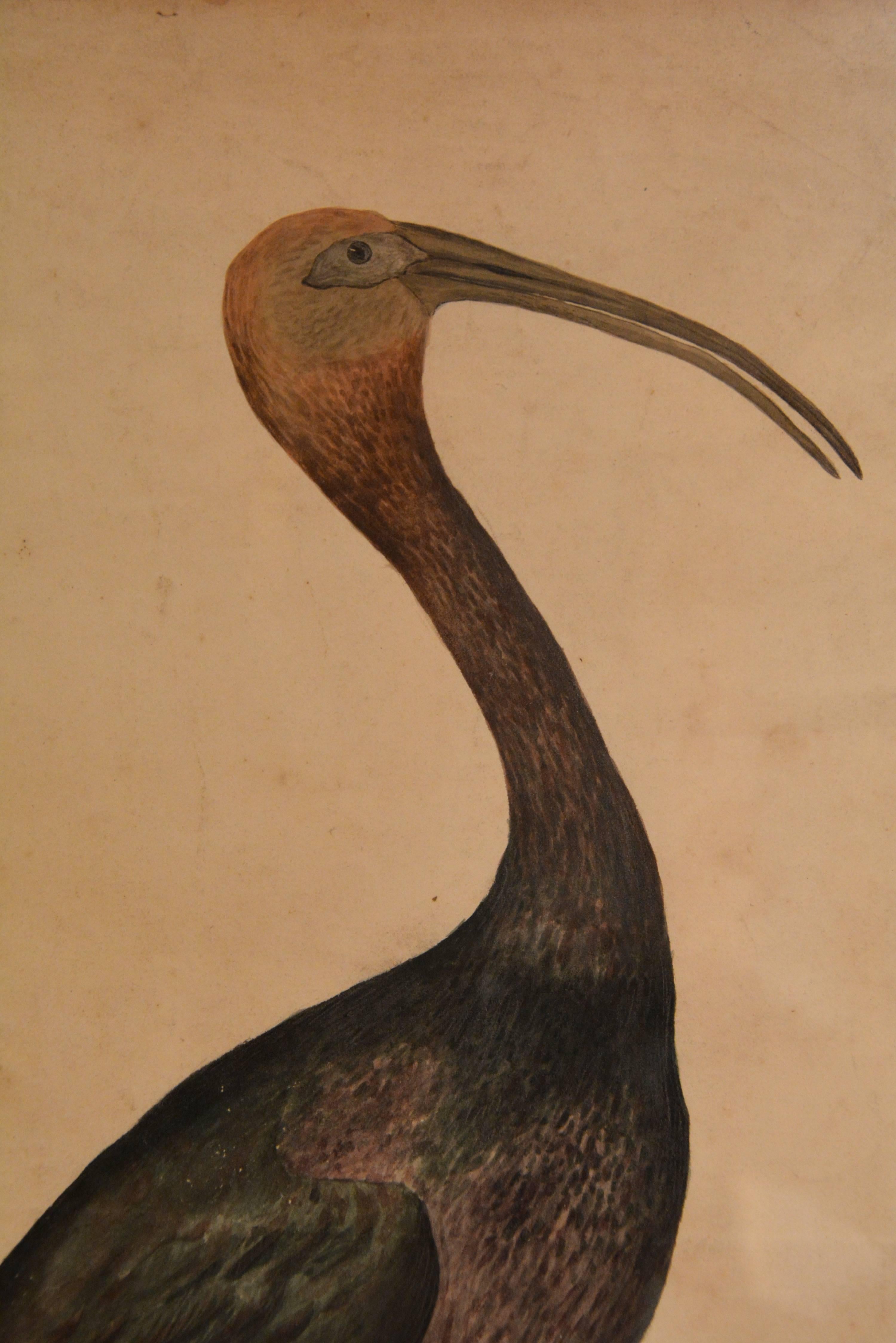 Georgian Large Watercolour Painting of a Bay Ibis, or Glossy Ibis