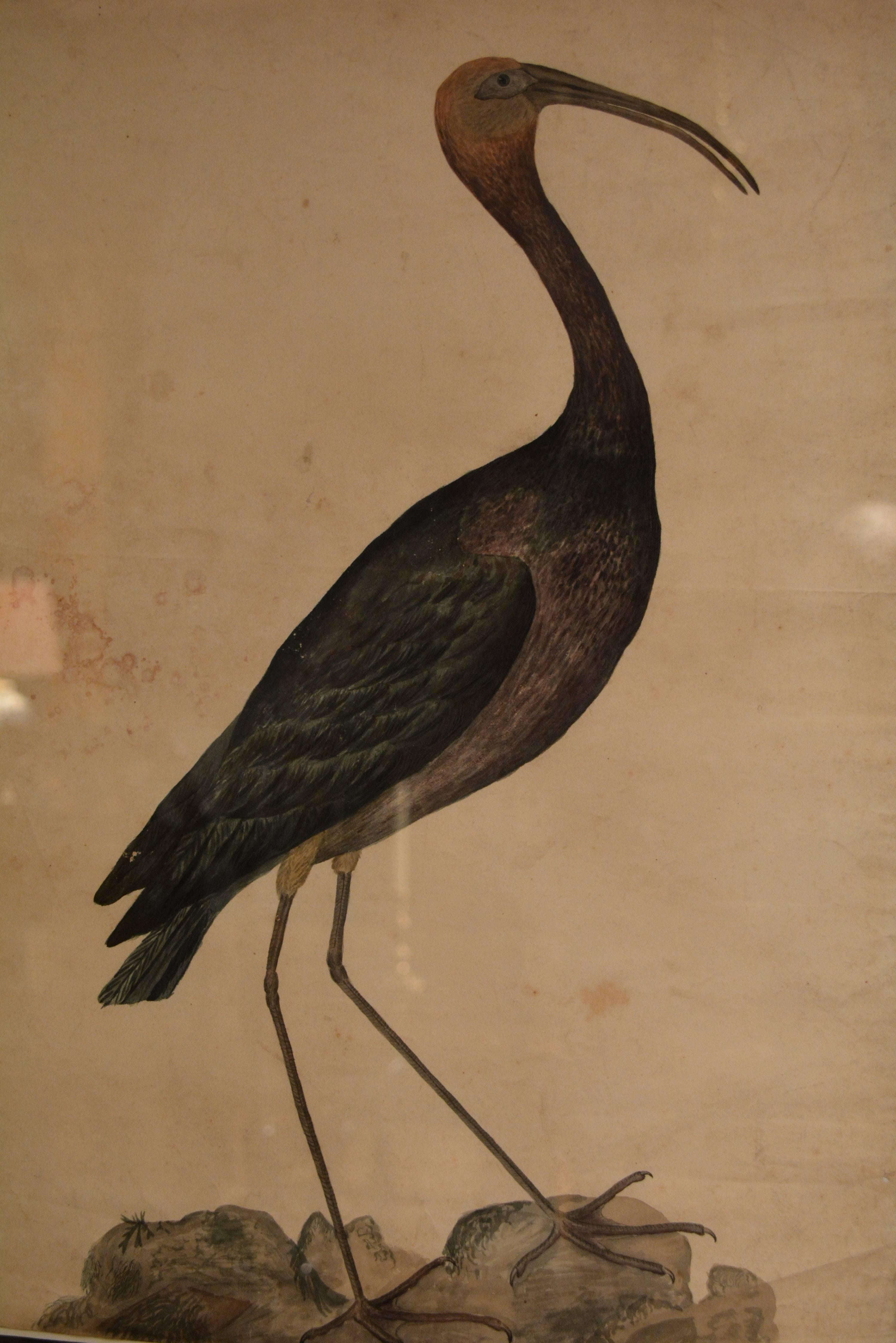 A large water-colour painting of a Bay Ibis (or Glossy Ibis), inscribed on the reverse R.Leach [dates unknown] Bay Ibis and dated 1807, the paper watermarked E&P 1804.
English, R.Leach, 1807.

Now in a late 18th – early 19th century