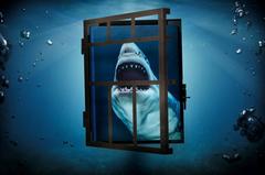 Michael Muller, Sharks, Limited Edition Signed Photography Book. In Metal Cage