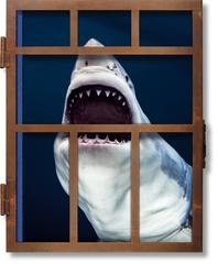 Michael Muller, Sharks, Art Edition No. 101-200 ‘Under Study’