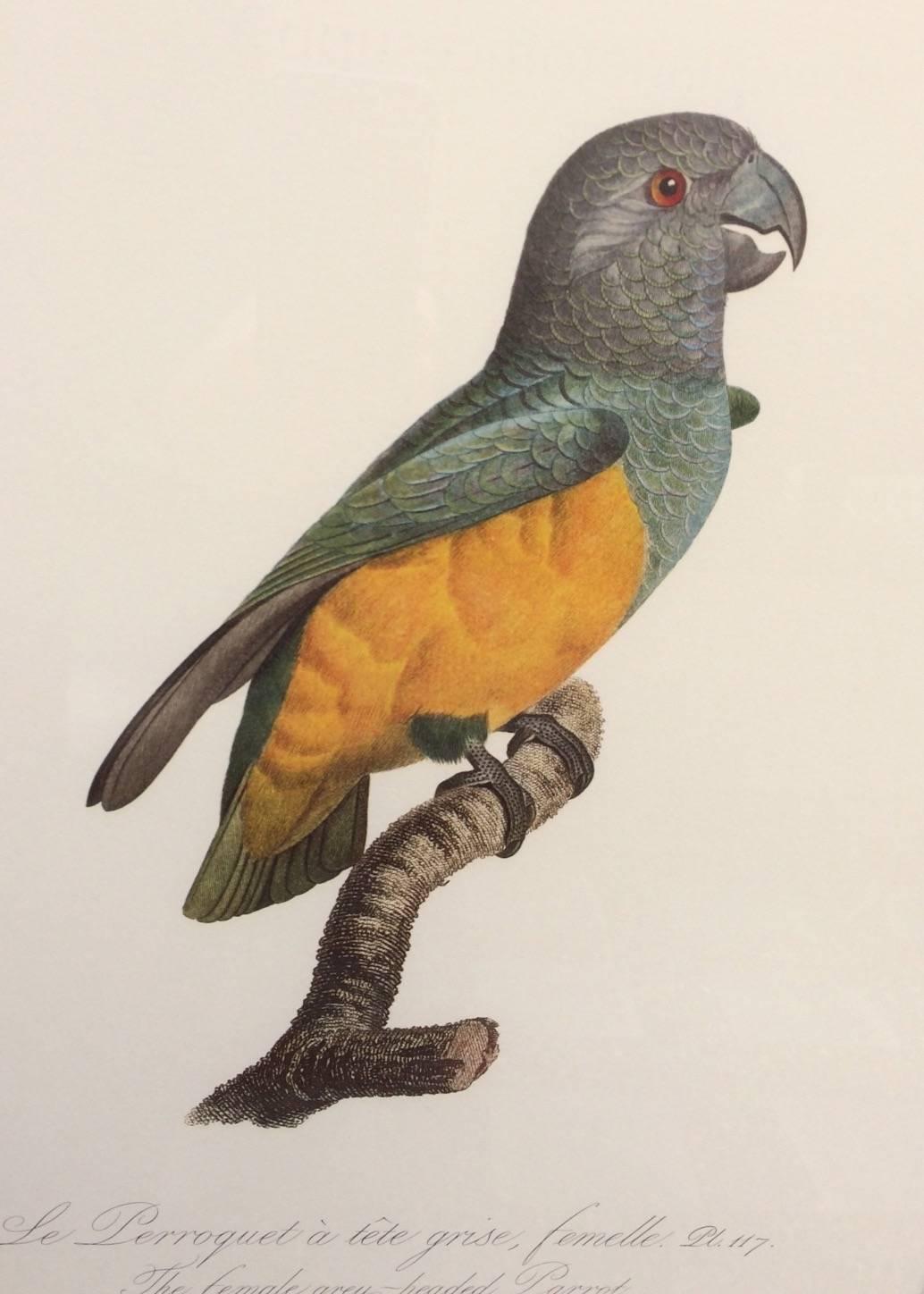 French Provincial Colored Lithograph of Parrots from 'Historie Naturelles des Perroquets'