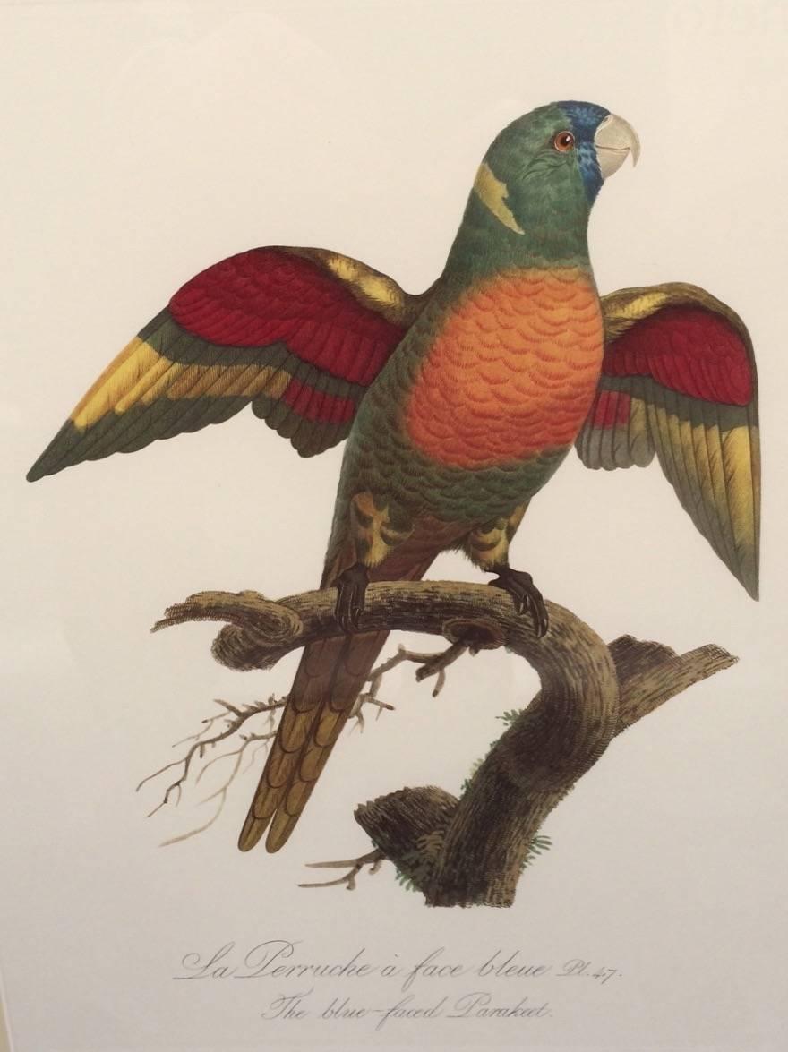 Australian Colored Lithograph of Parrots from 'Historie Naturelles des Perroquets'